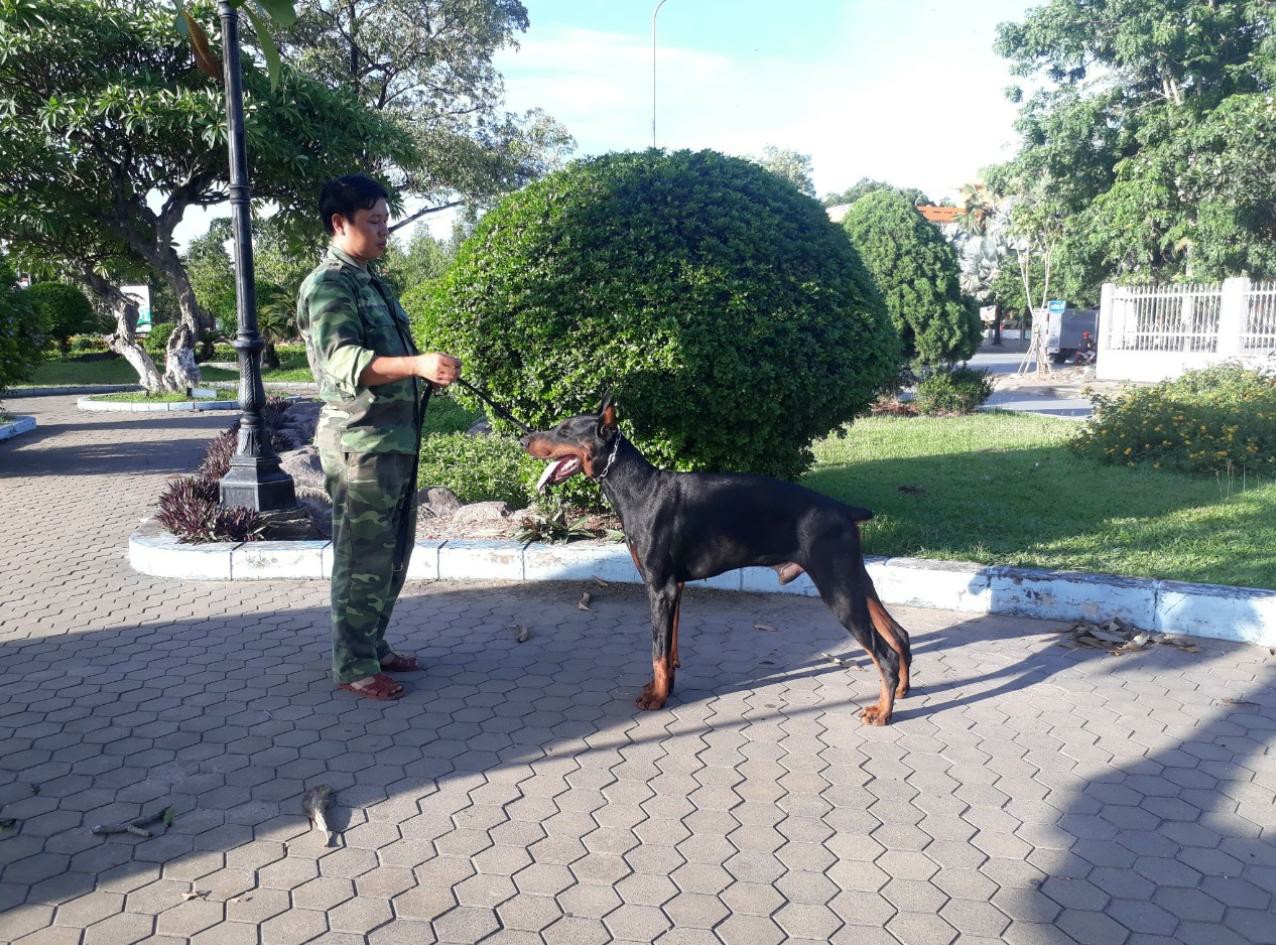 Những điều cần lưu ý khi huấn luyện chó tấn công bảo vệ chủ