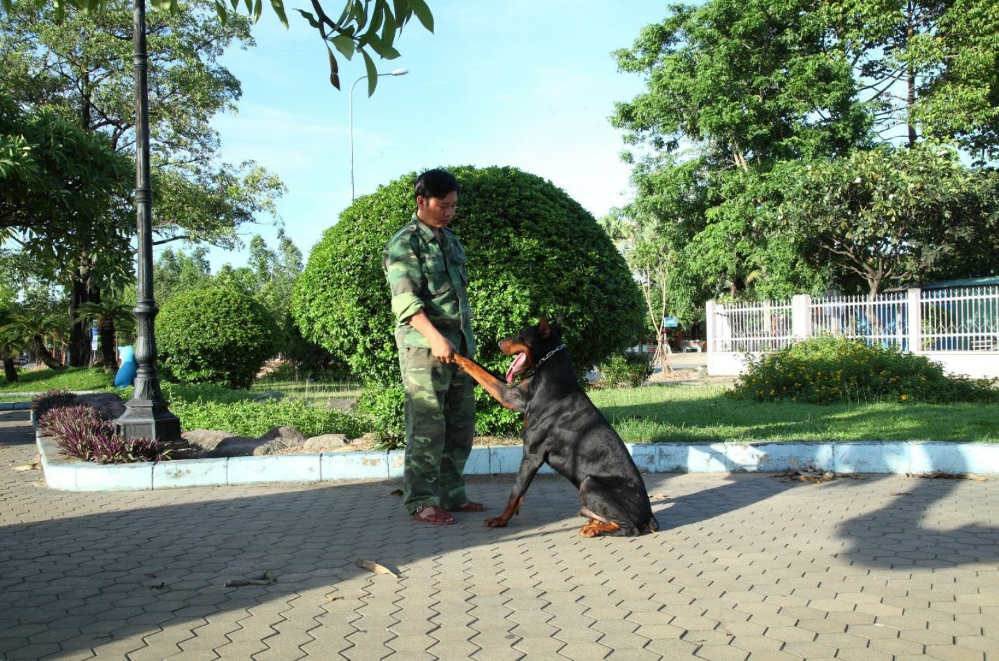 Huấn luyện chó ở đâu chuyên nghiệp và bài bản nhất