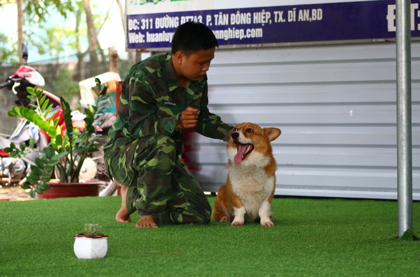 Huấn Luyện Chó Thời Điểm Nào Sẽ Tốt Và Hiệu Quả Nhất