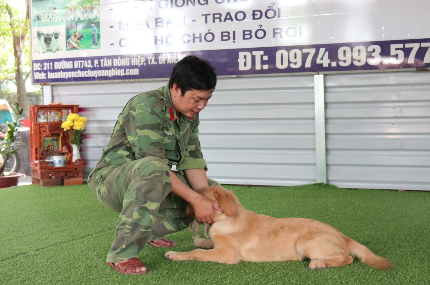 8 Bước Huấn Luyện Chó Nằm Theo Hiệu Lệnh