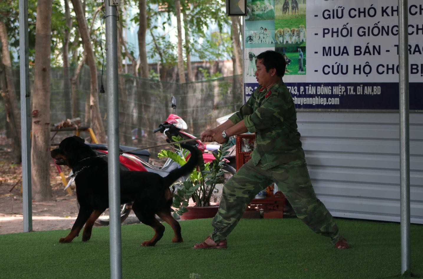 Phương Pháp Huấn Luyện Chó Bảo Vệ Chủ Nhân Khi Gặp Nguy Hiểm