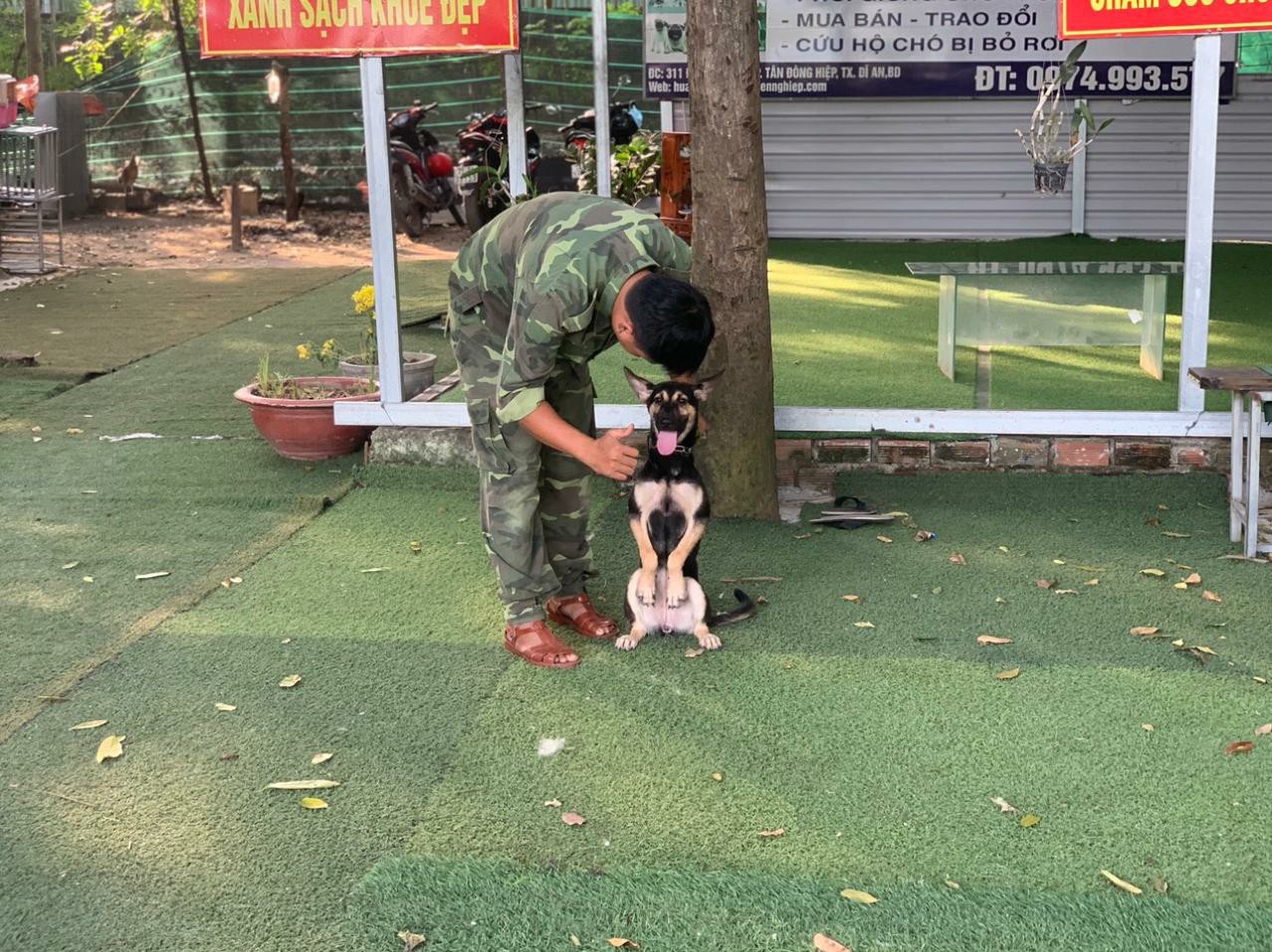 Những điểm cần lưu ý khi huấn luyện chó lệnh nghe