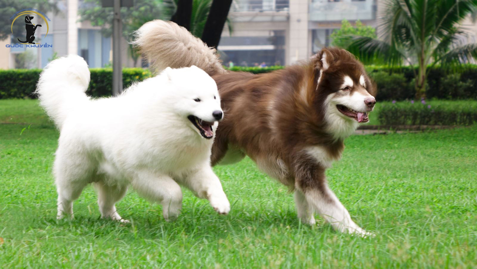 Kinh Nghiệm Chăm Sóc Chó Alaska Tốt Nhất