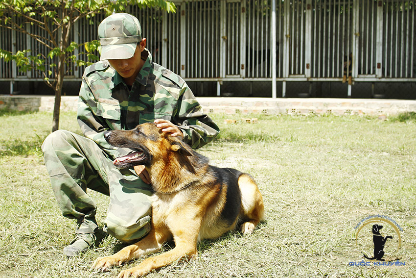 Quốc Khuyển - Trung Tâm Chăm Sóc Chó Khi Chủ Vắng Nhà Uy Tín