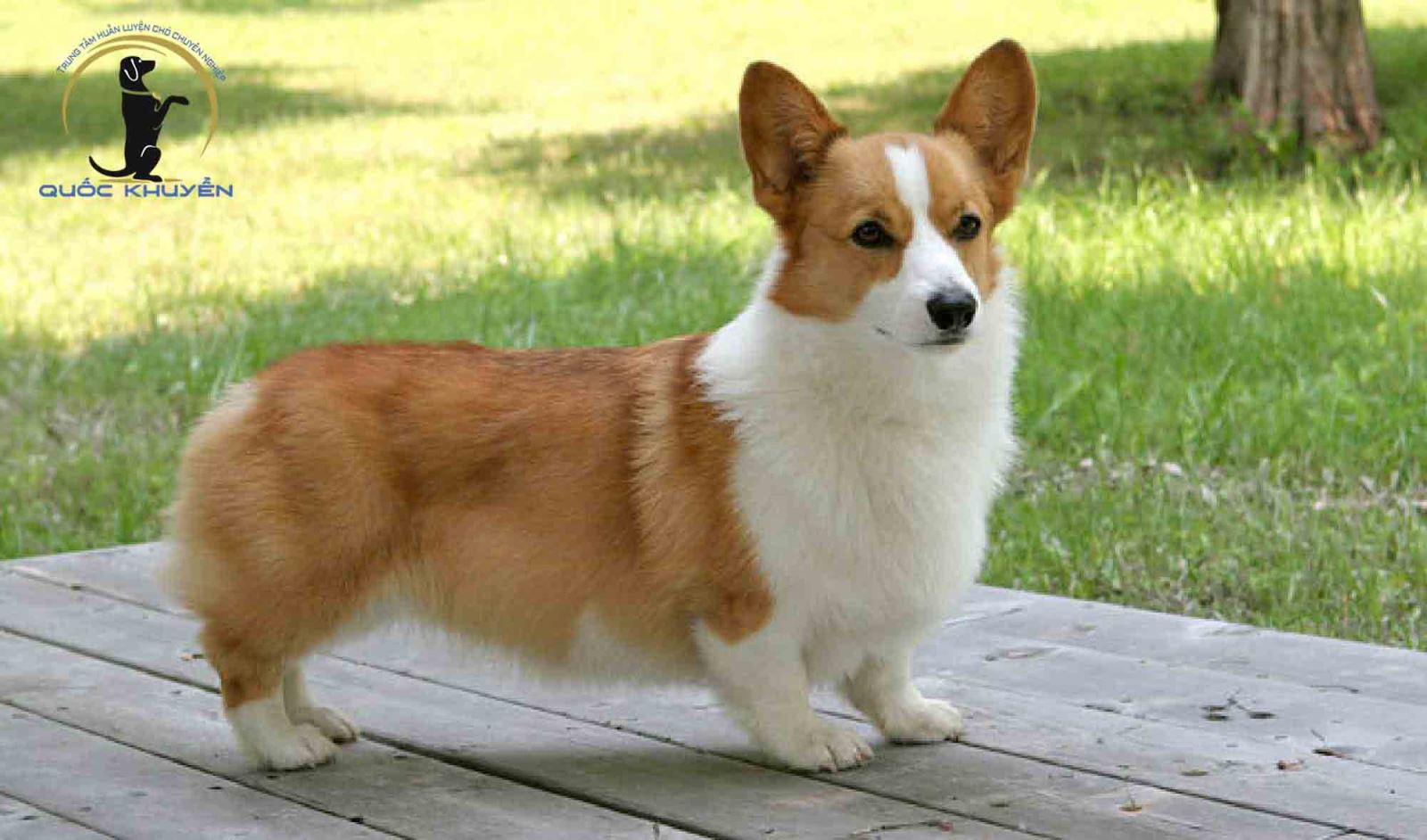 Những cách huấn luyện chó Corgi