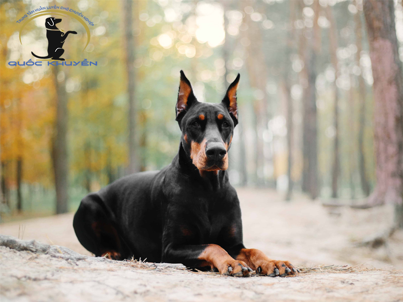 Dịch vụ huấn luyện chó Doberman