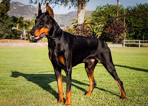 Huấn luyện chó Doberman nghe lời