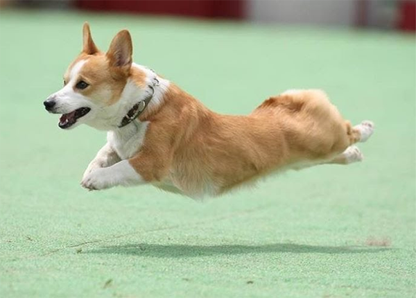 Huấn luyện chó Corgi