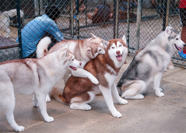 Huấn luyện chó Husky