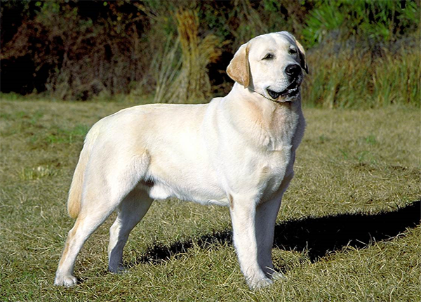 Huấn luyện chó Labrador