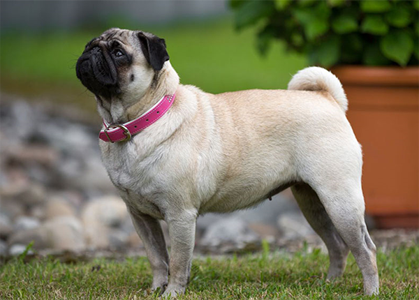 Huấn luyện chó Pug