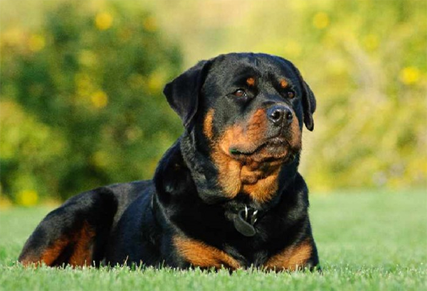 Huấn luyện chó Rottweiler