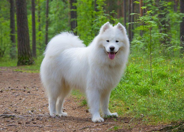 Huấn luyện chó Samoyed