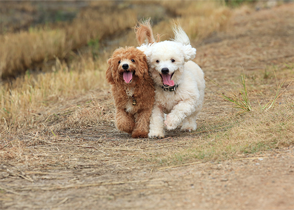 Huấn luyện chó Poodle