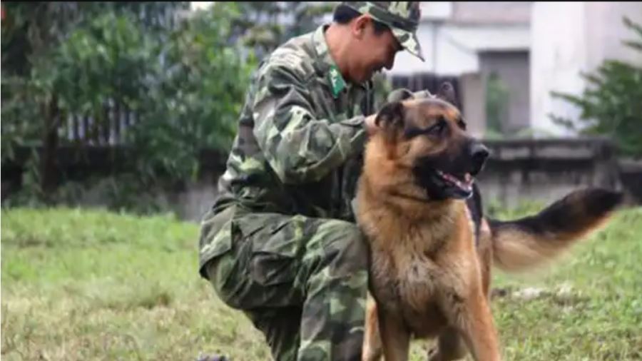 Vì Sao Nên Chọn Dịch Vụ Huấn Luyện Chó