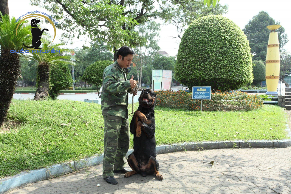 Những Lưu Ý Khi Chọn Trung Tâm Huấn Luyện Chó Uy Tín