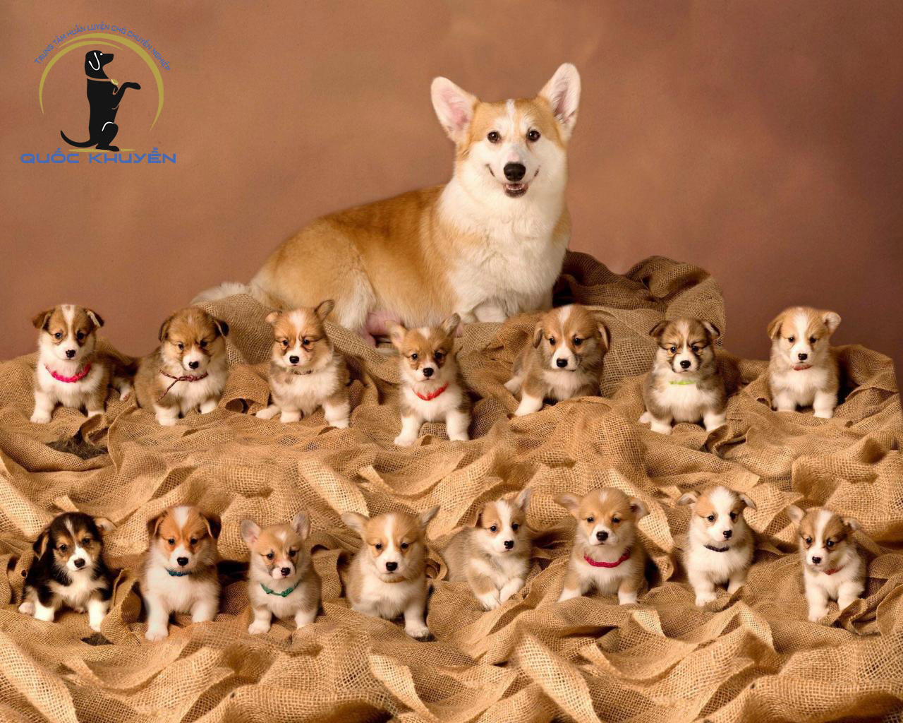 Kinh nghiệm nuôi chó cái sinh sản