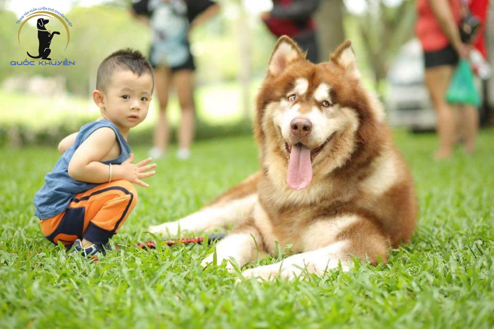 phối giống chó thuần chủng