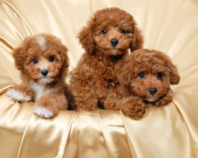 Những Lưu Ý Khi Chăm Sóc Chó Poodle
