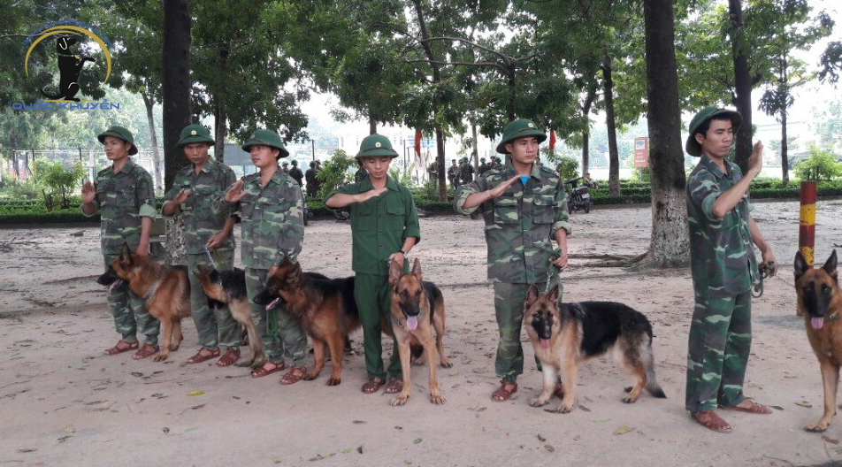 Huấn luyện chó nghiệp vụ